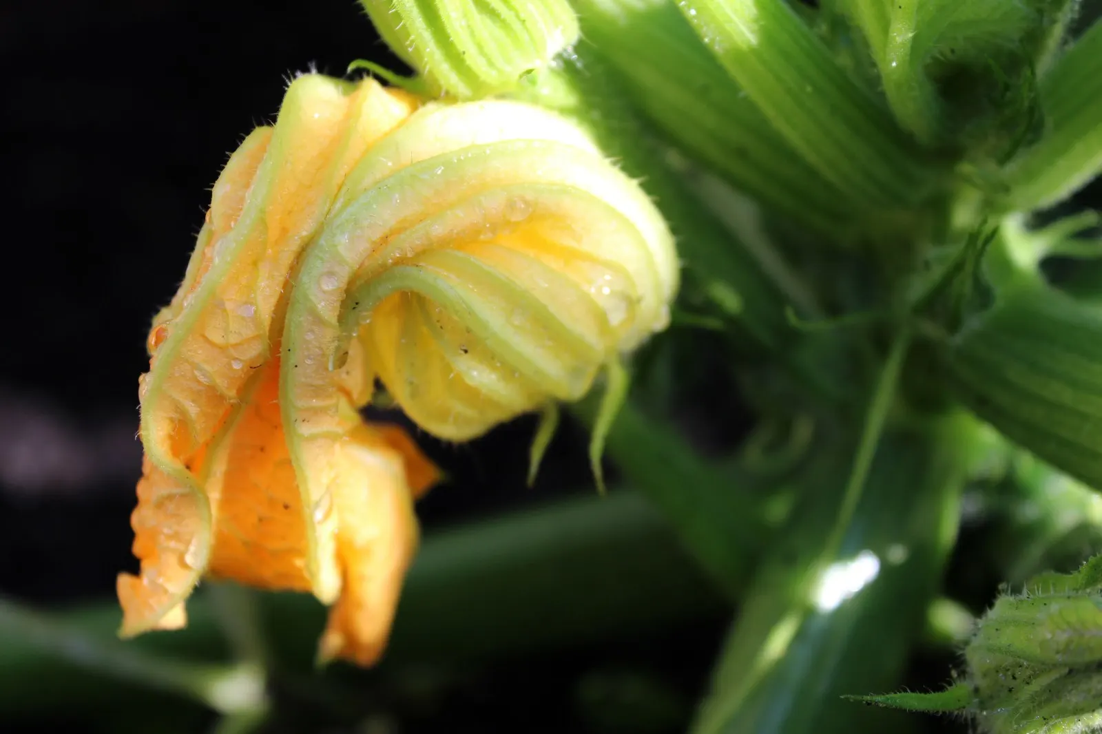 courgettebloem